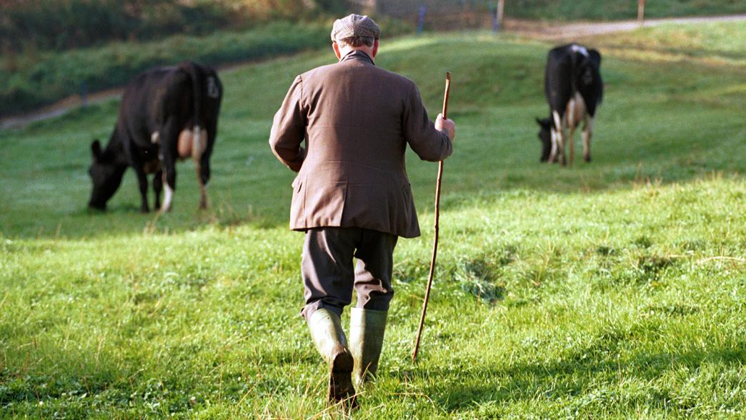 British farmer in the field with cows