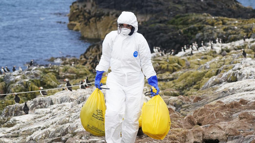 A National Trust ranger clears dead birds from bird flu at Staple Island, off the coast of Northumberland.